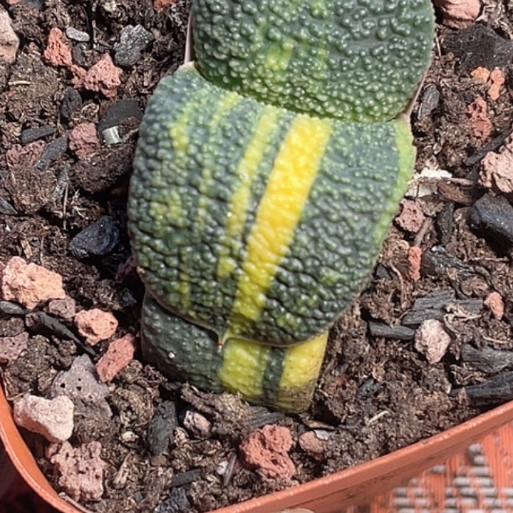 仙***锦一物一拍客户专拍