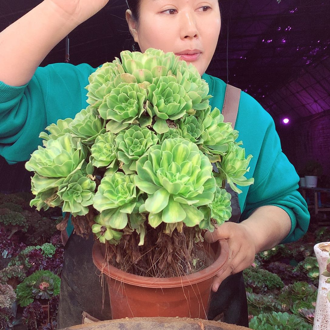 柒柒精品多肉脱土发货不包断侧枝琉璃