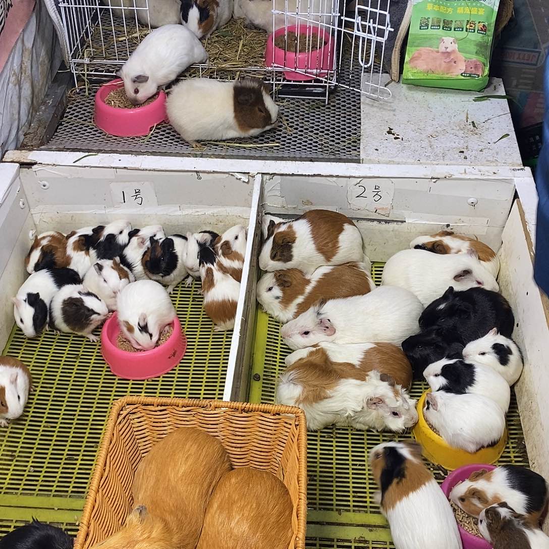 豚鼠直播间选截图发