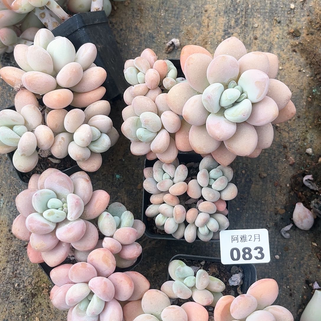 阿雅园艺。    083