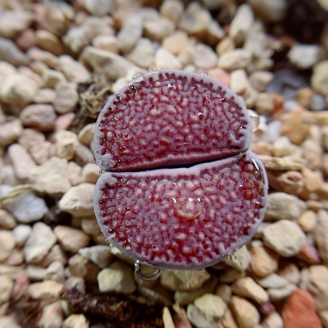 生石花花花花花花花392