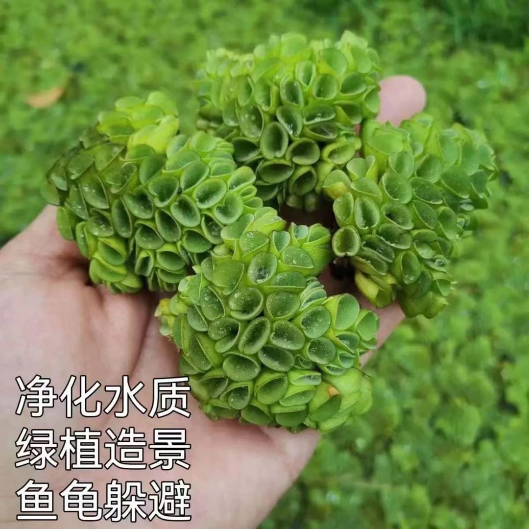 肚兜萍浮萍水草净化水质用于鱼缸龟缸造景