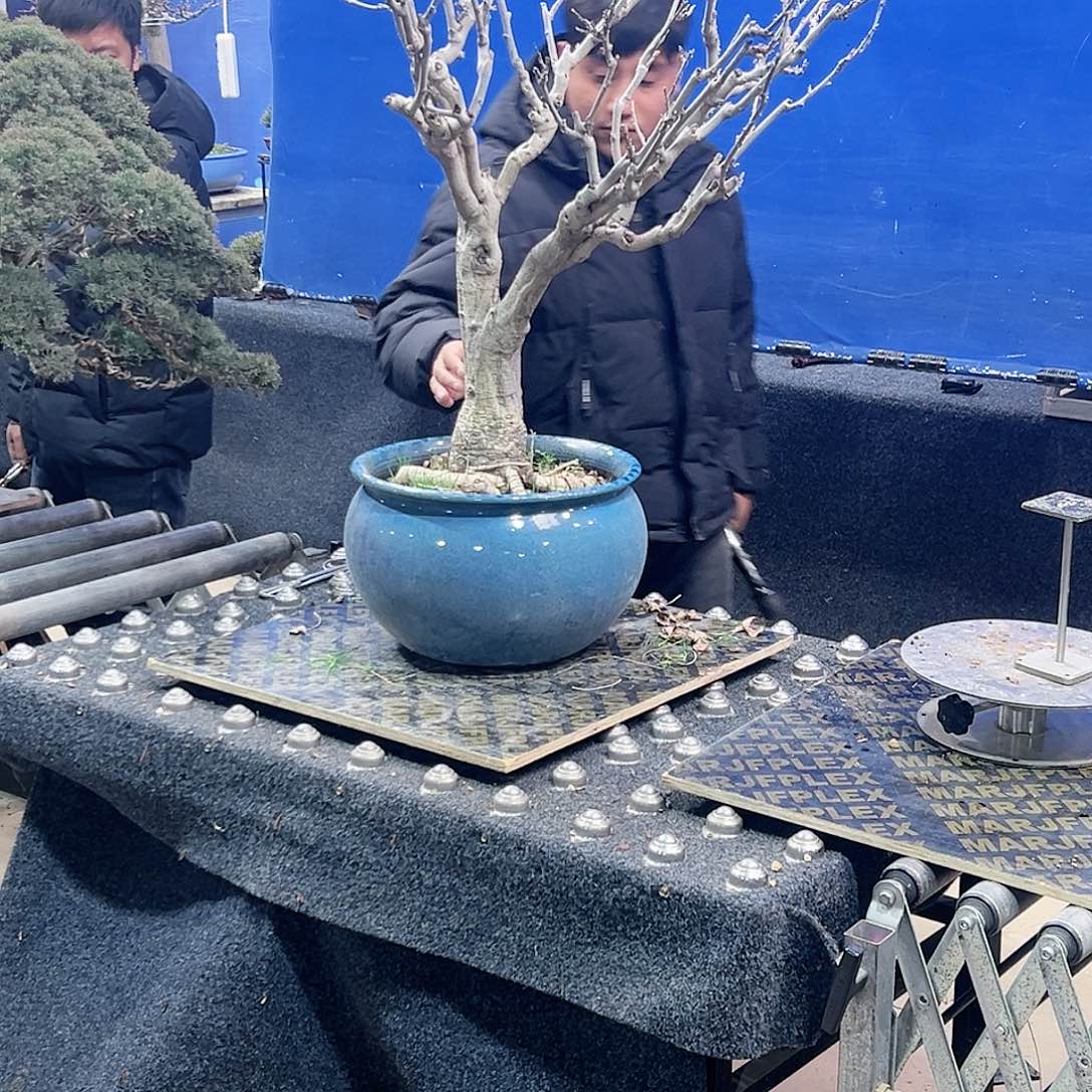 杂木盆景紫藤一物一拍