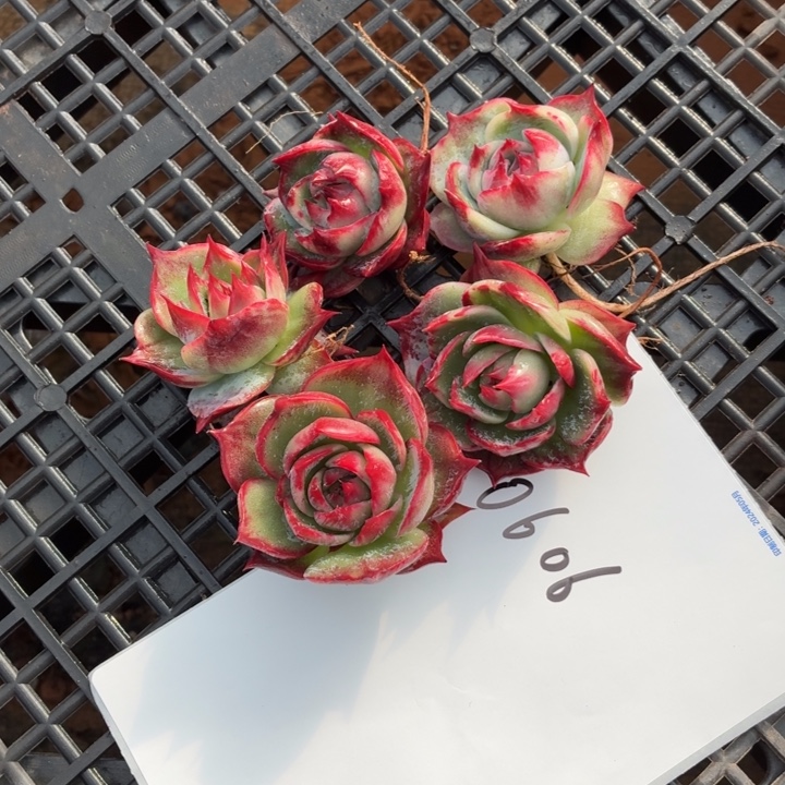 陈***儿多肉植物惊鸿仙子