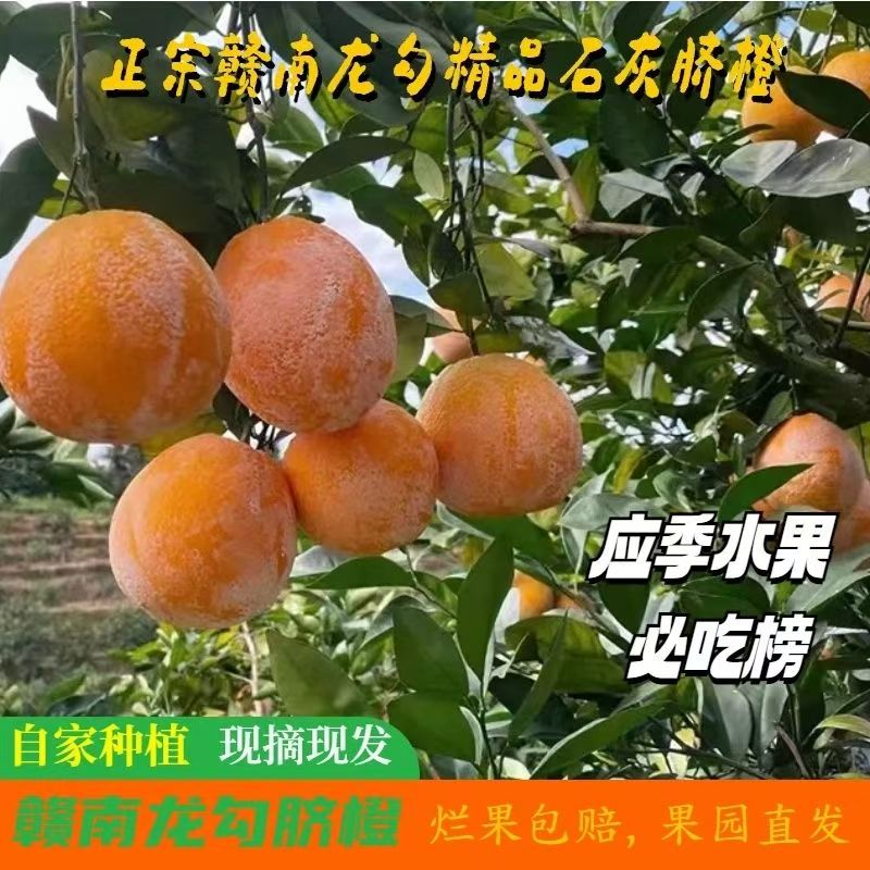 赣州崇义鲜果产地果农直供现摘现发龙勾石灰橙鲜嫩多汁多省包邮