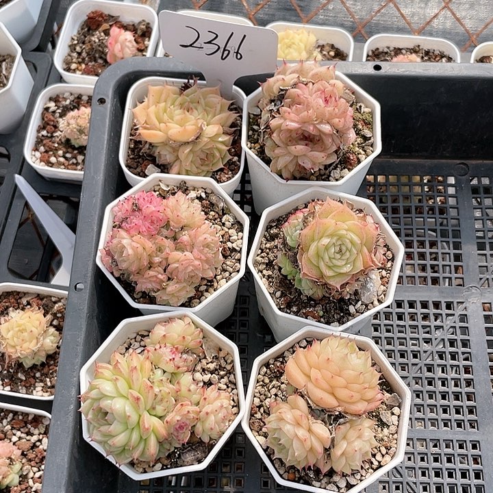 薇薇安园艺多肉2366