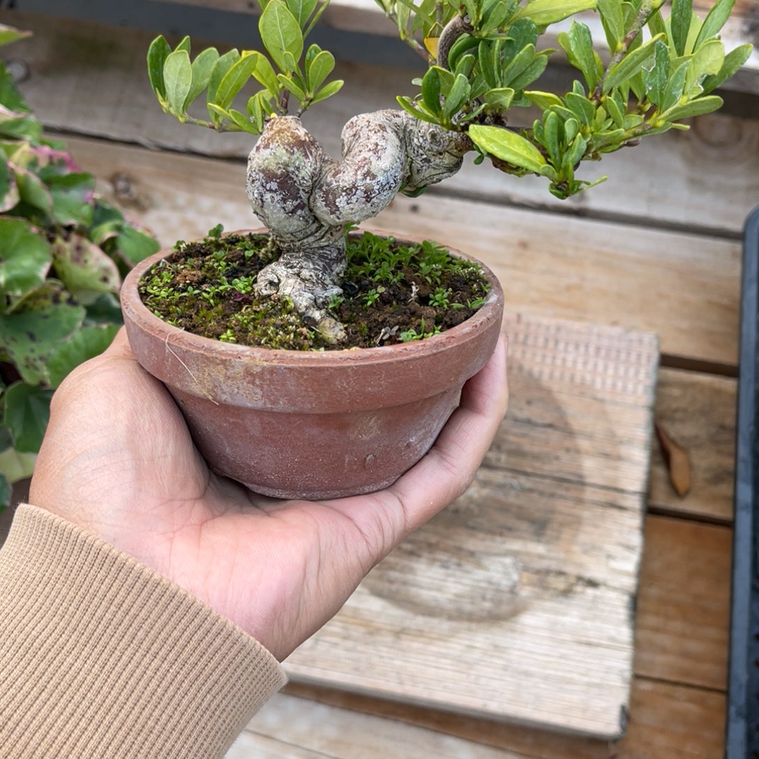 村***壮完全开放盆栽植物