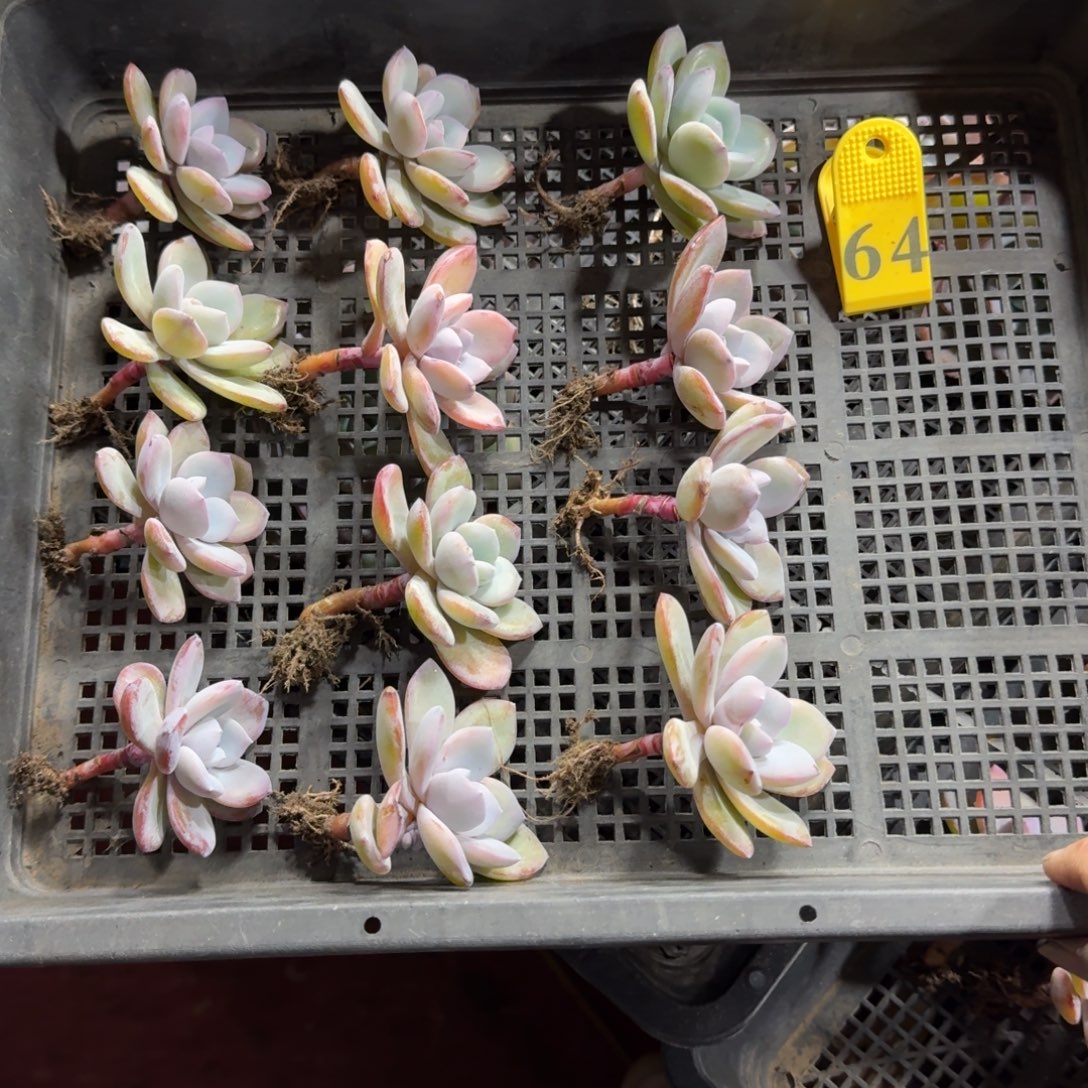 韩版奶茶12颗小苗长腿64