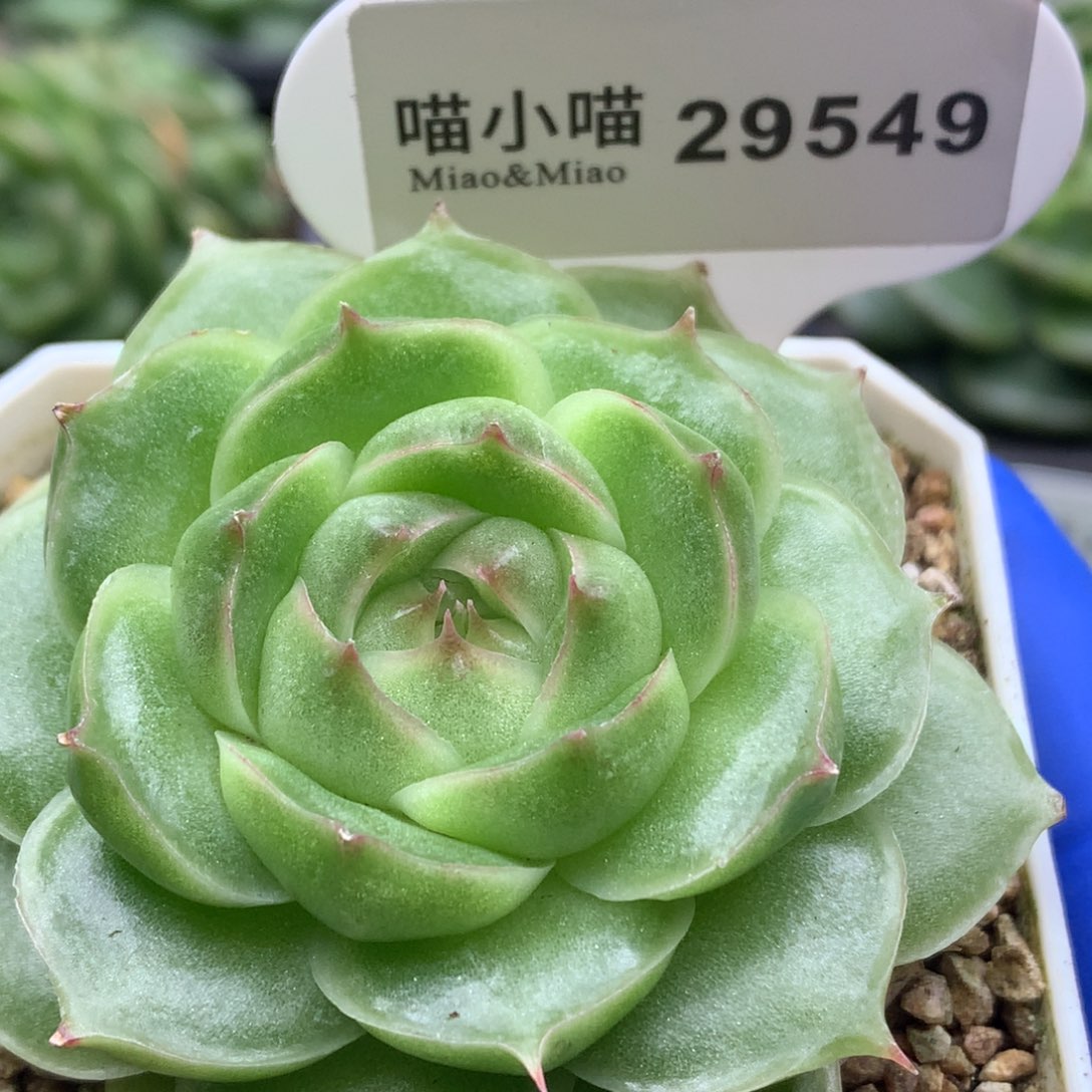 多肉植物杂交珍妮