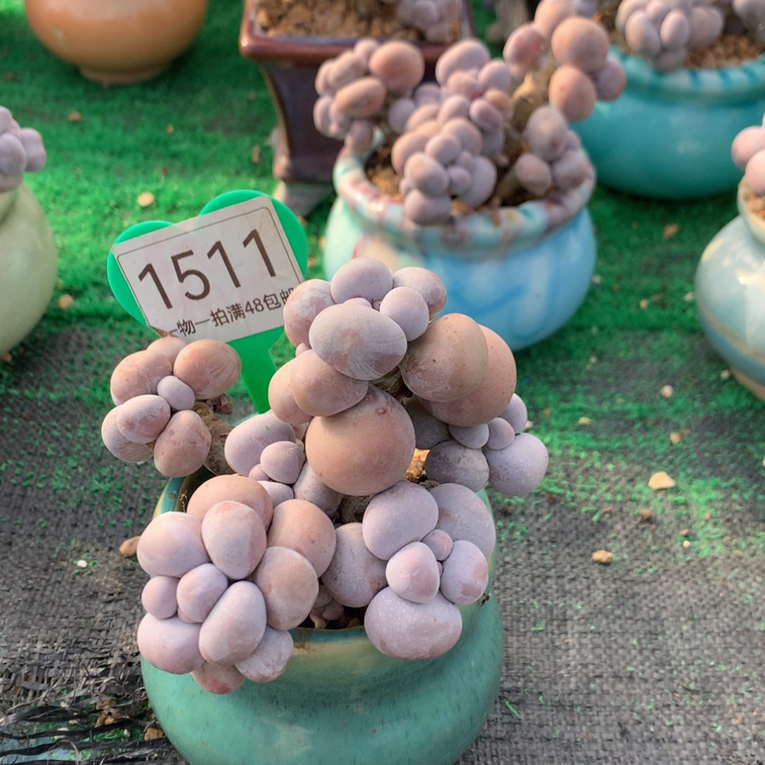 烟美人老桩无砍1511