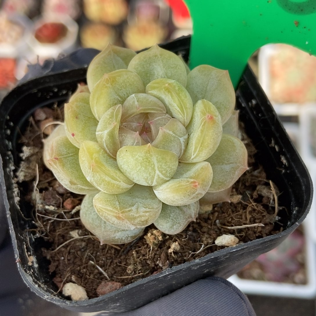 688白恋多肉植物