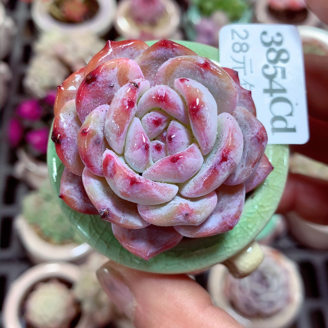 5厘米盆精控多肉3854