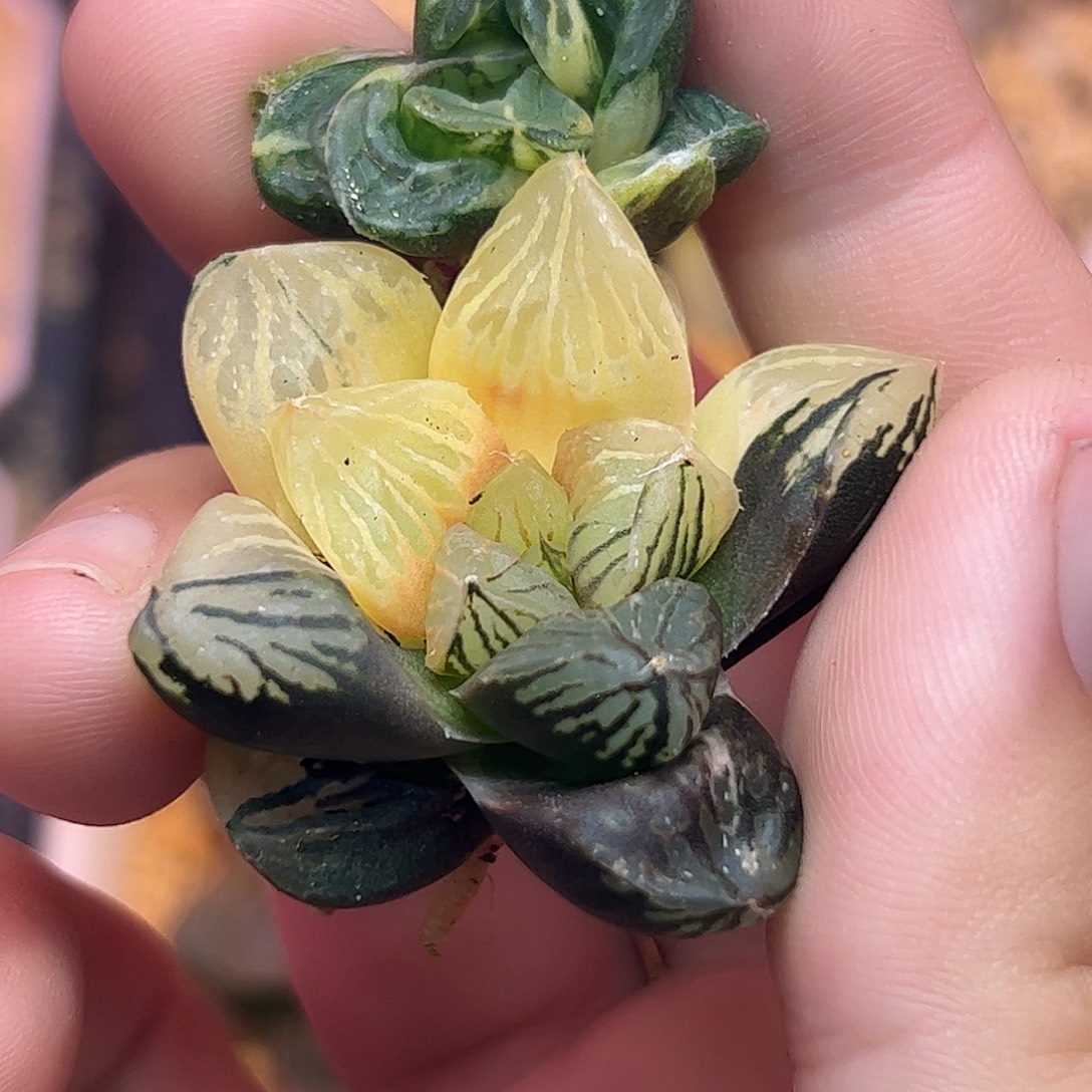 738超值组合十二卷多肉