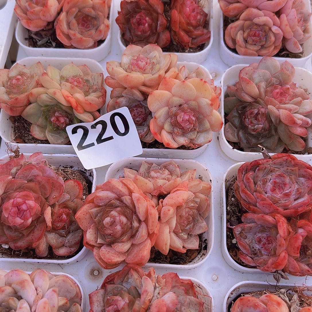 220精品糖心群19包邮