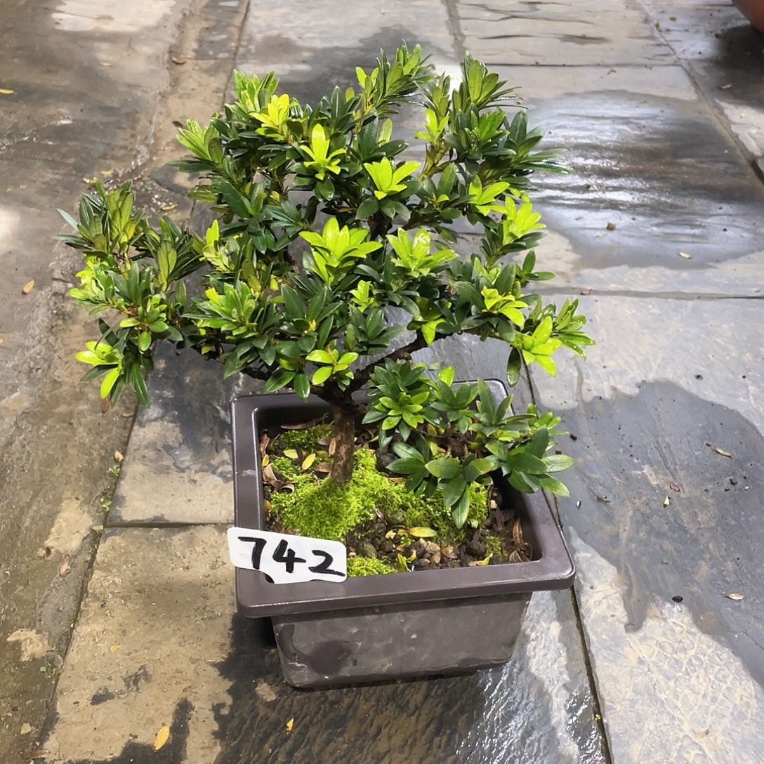 聆***开以实际为准珍珠罗汉松742