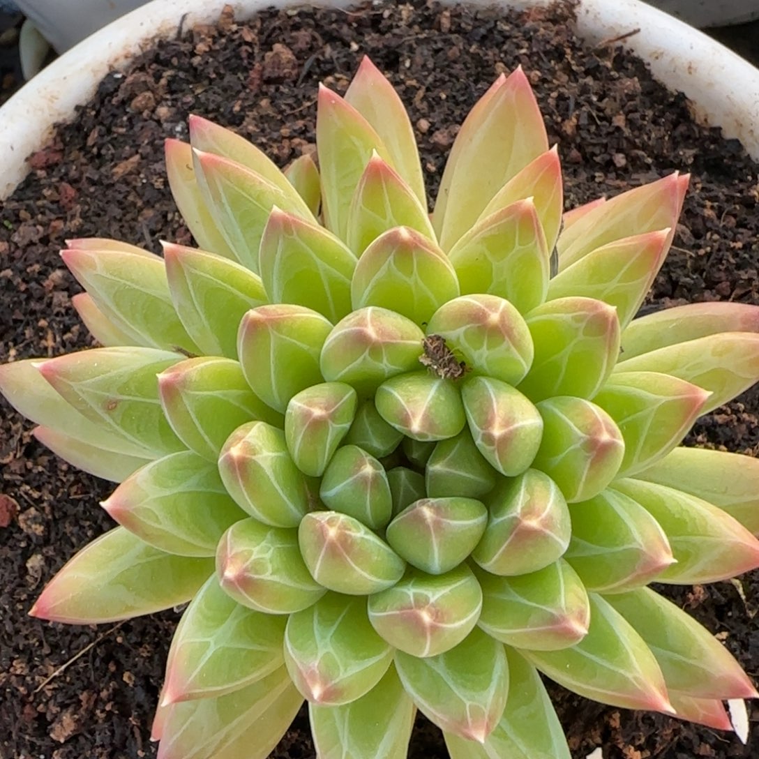 多肉植物drzw植物