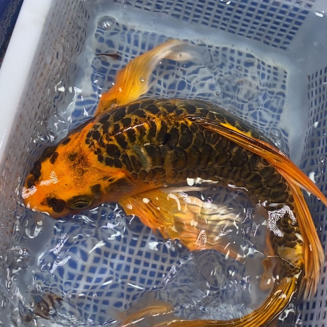 锦鲤冷水锦鲤包邮