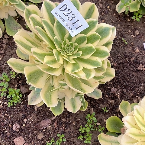 2311辛尼亚多肉法师锦