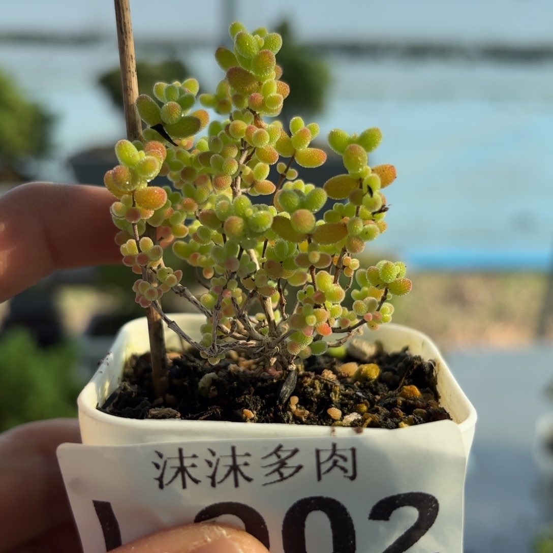 902蜜橘糖球枝干福利