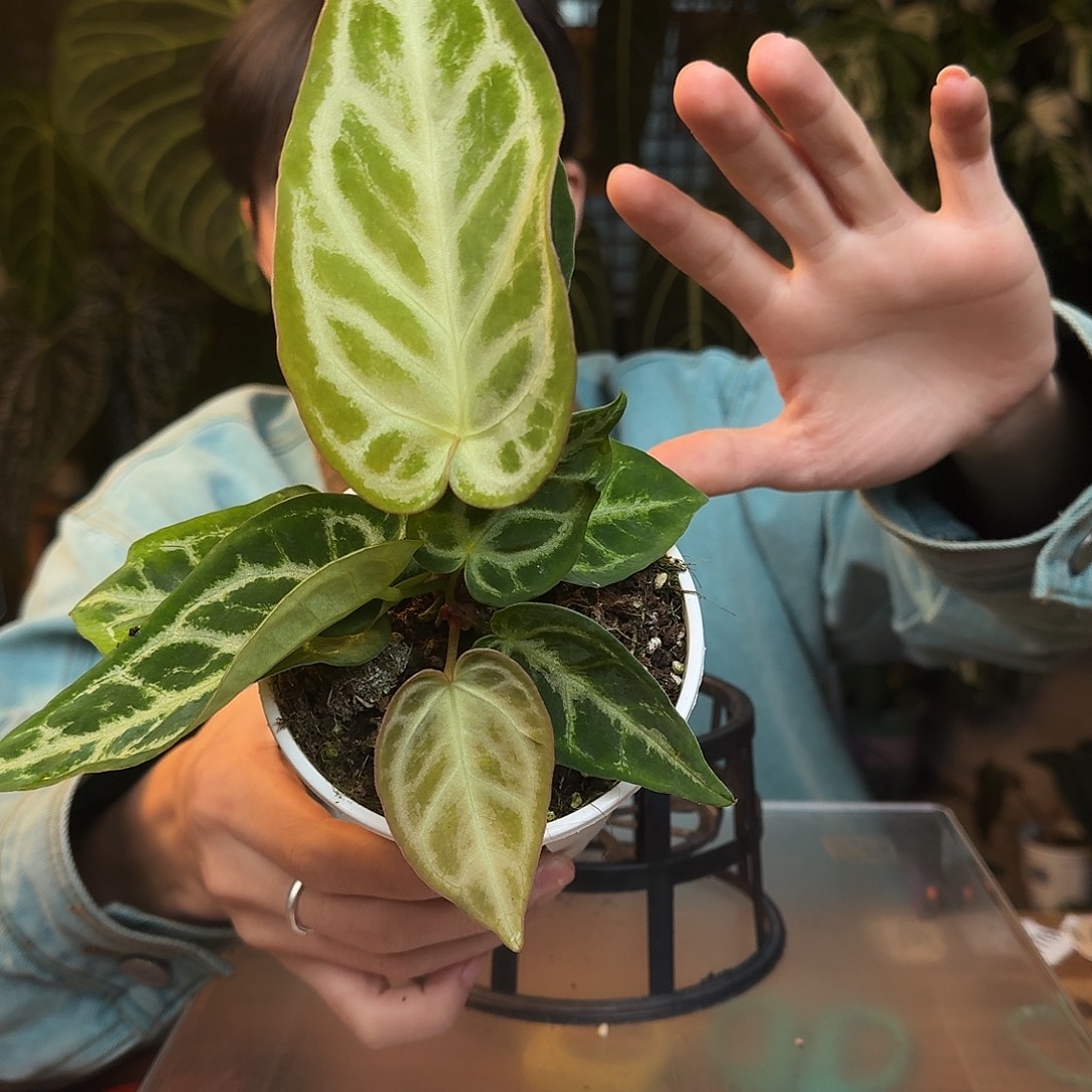 完全开放B162银色闪光杂超级银