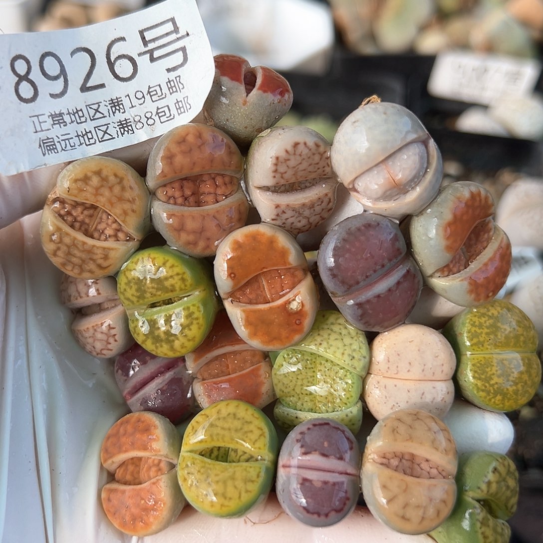 好养易活生石花大母本8926共20颗