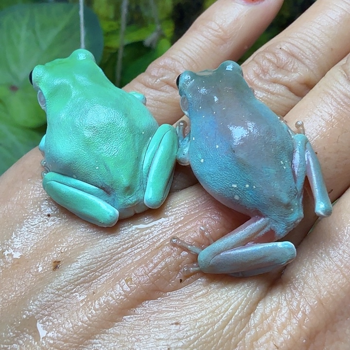 老爷树蛙晓锦鲤专拍