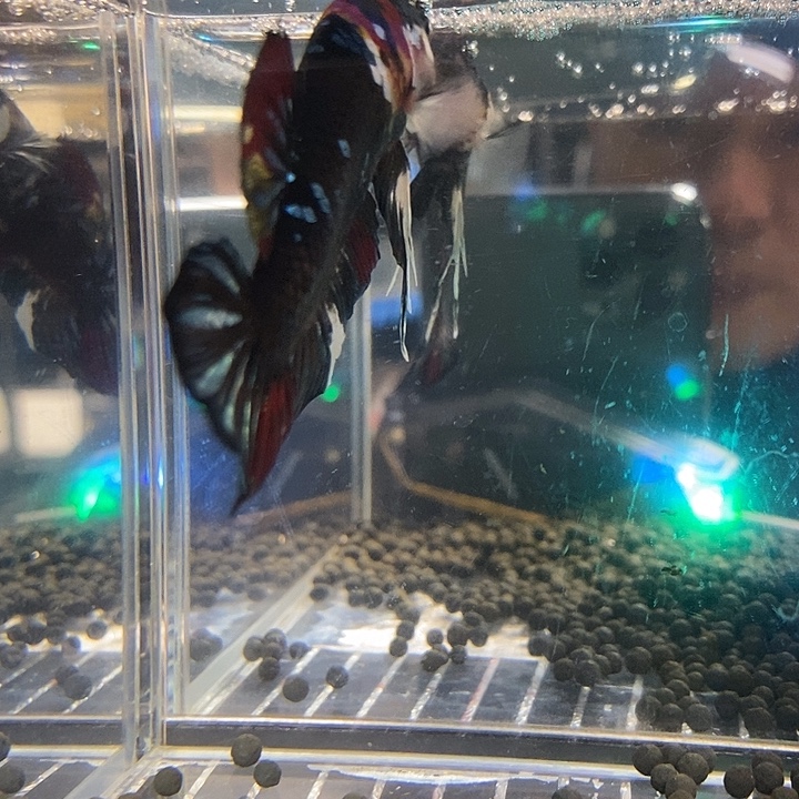 迷***丑斗鱼黑36号巨斗将军