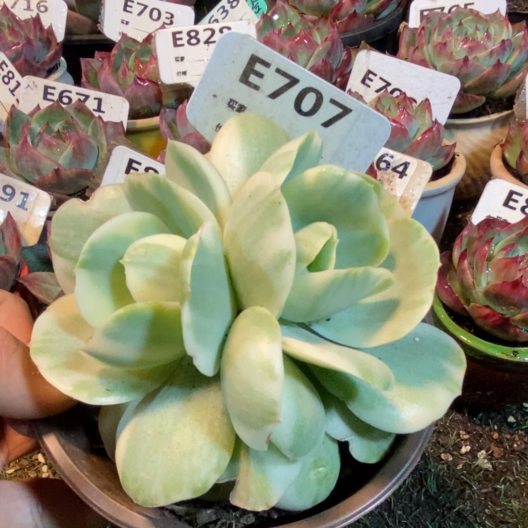 鸡蛋碧桃锦多肉植物707