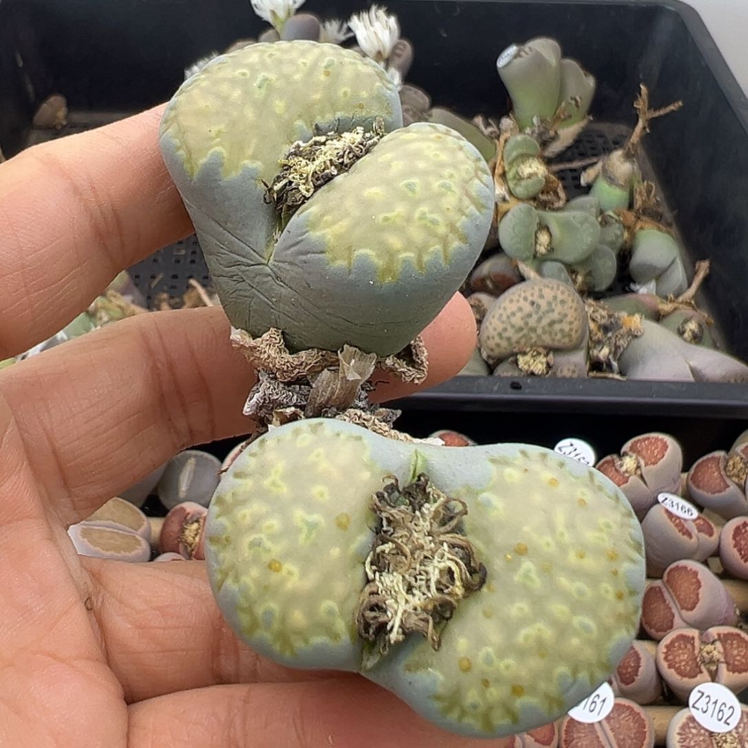 3169 部分有伤长腿清货不售后