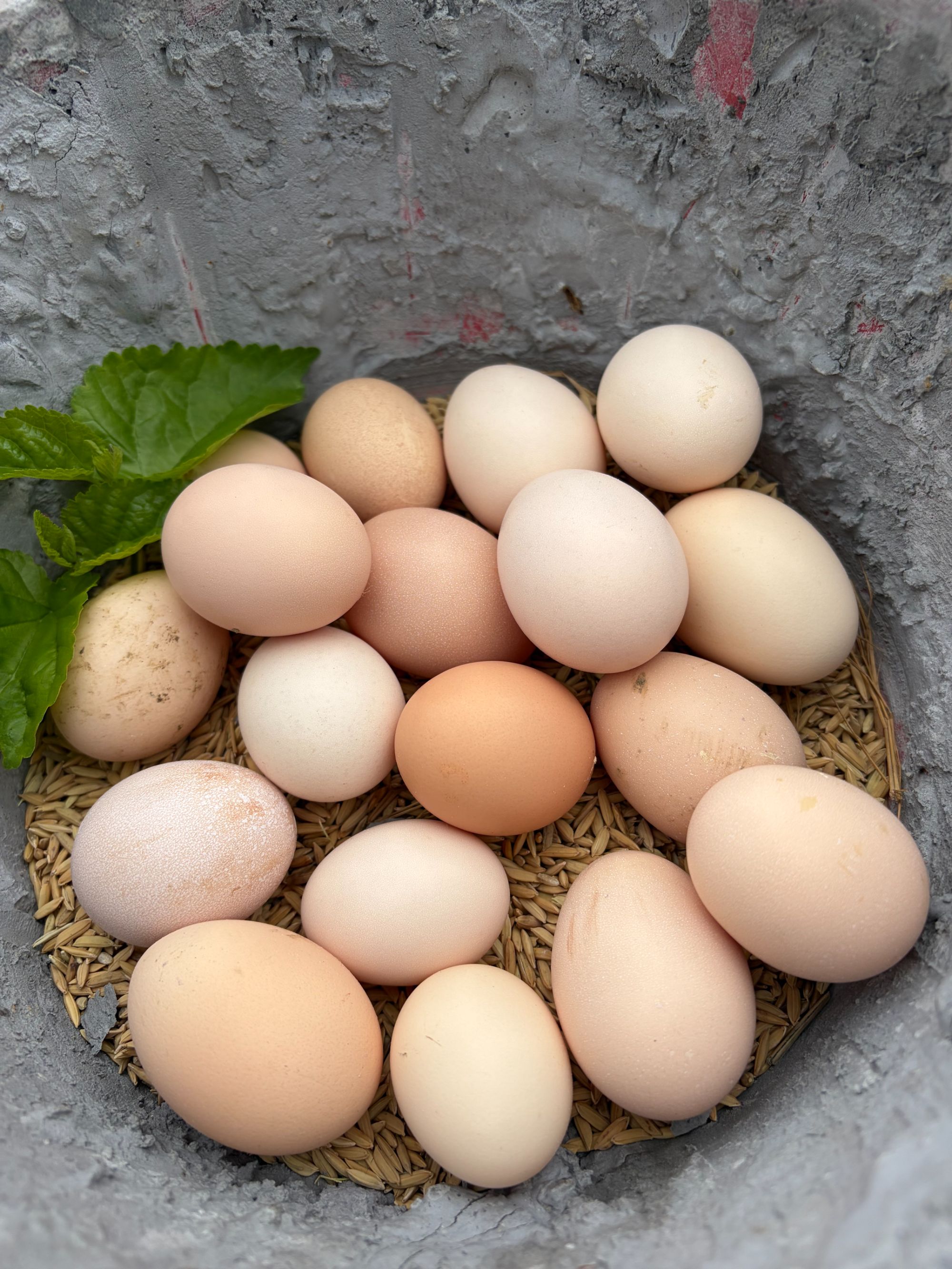 【大鹏农场】正宗纯稻子散养土鸡蛋个头有大有小 介意慎拍 顺丰包邮