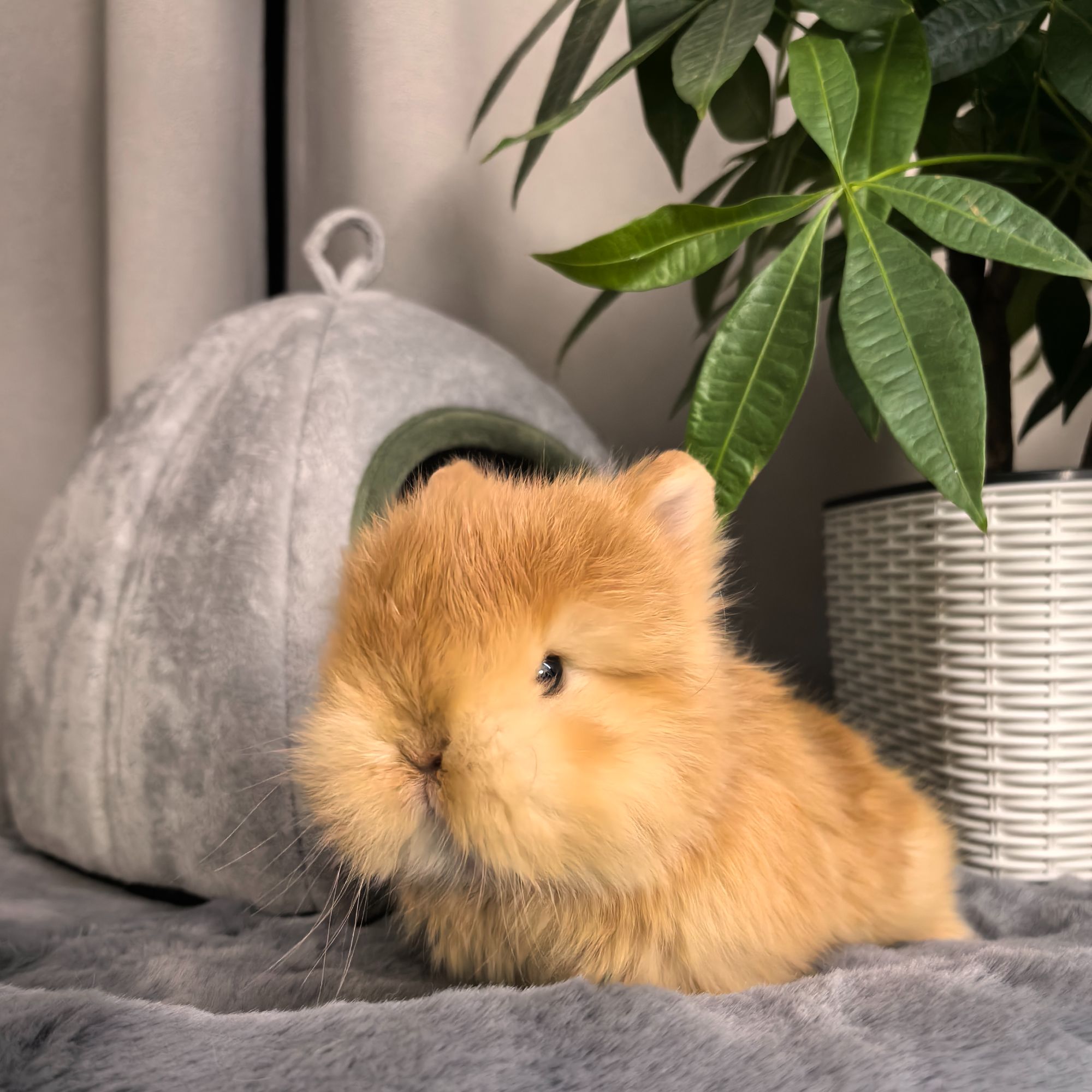 【胖宝宝精选】侏儒兔垂耳兔猫猫兔活体小型宠物兔子