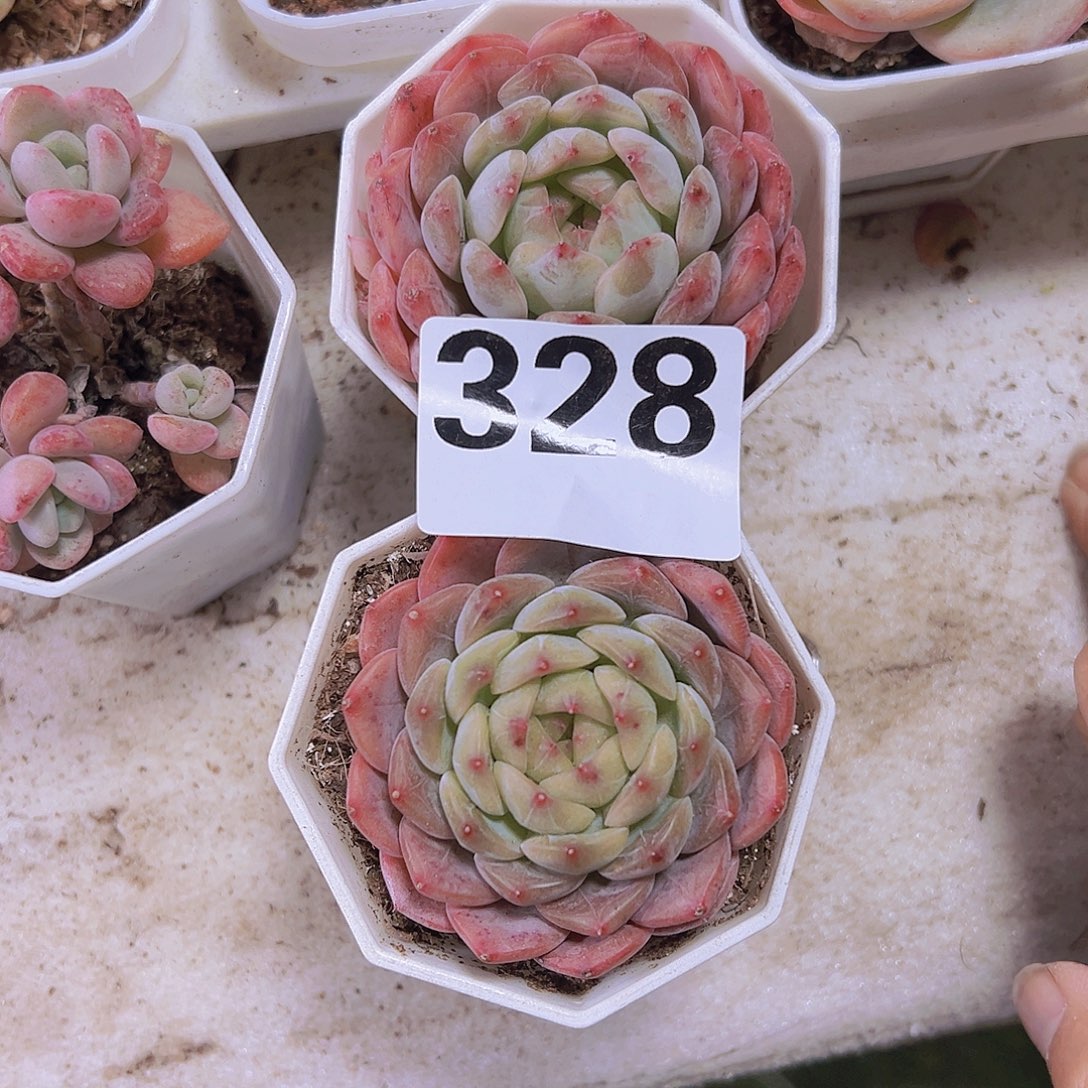 328大包子冰魄19包邮