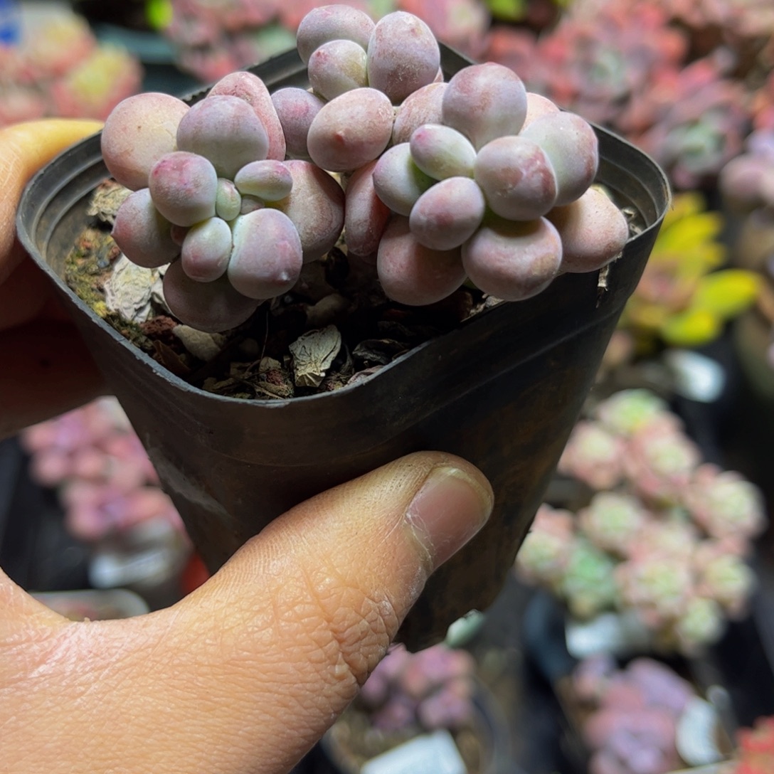 1402苹果奶5厘米多肉