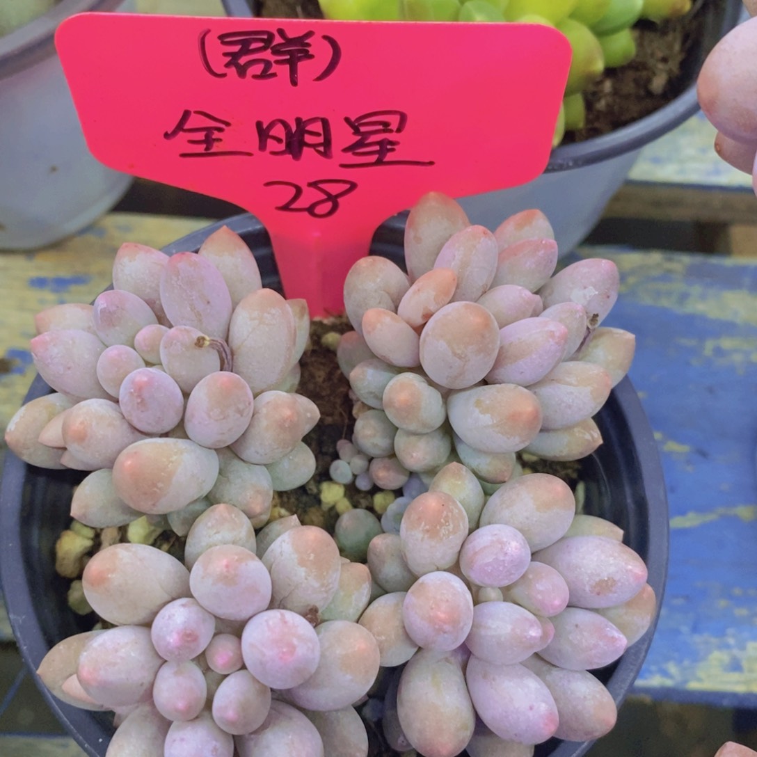 多肉植物，一物一拍，3单包邮