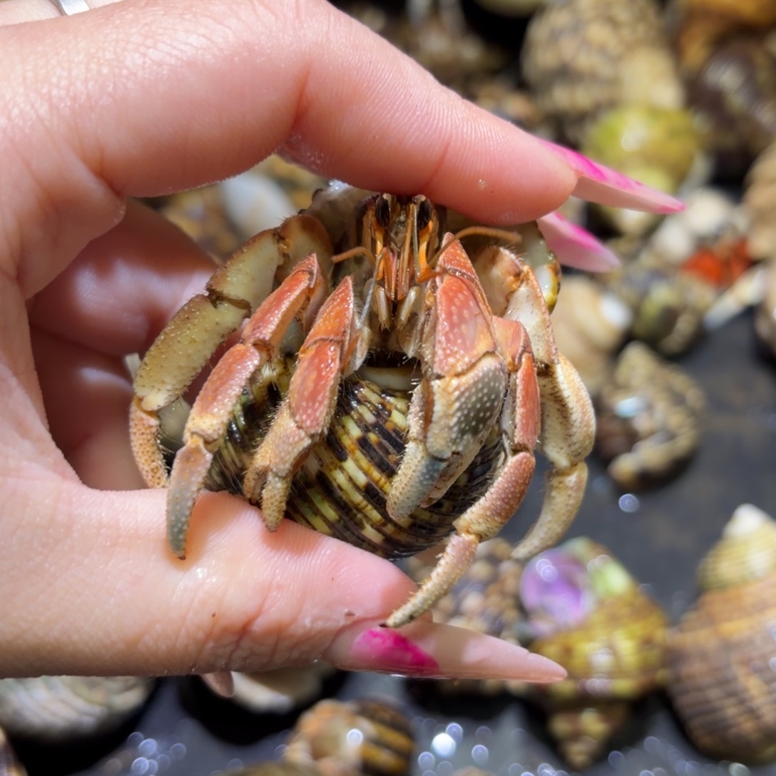 彩灰寄居蟹2.8口 21