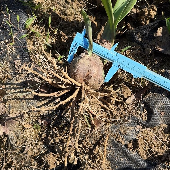 用***8欢喜若狂朱顶红一棵6+