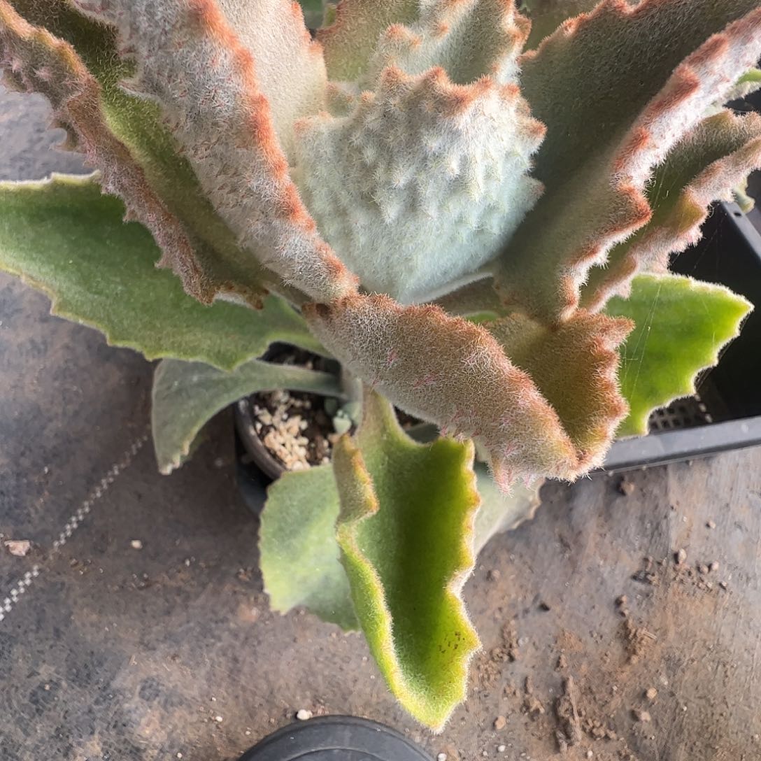 佳***乐多肉植物大兔耳多肉植物