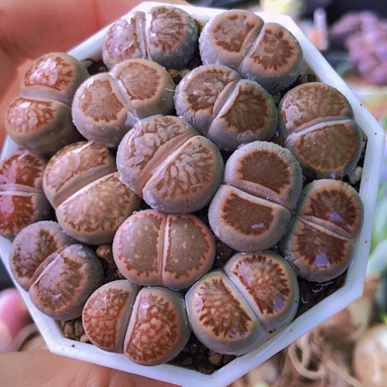 无花朵1034，1.6厘米左右老皮微瑕