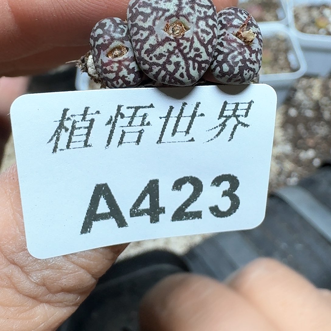 423号多肉植物哇f g