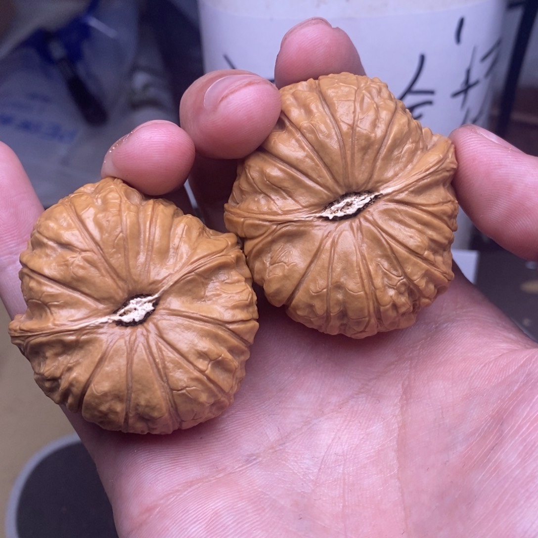 核桃44尺寸，南瓜蹲