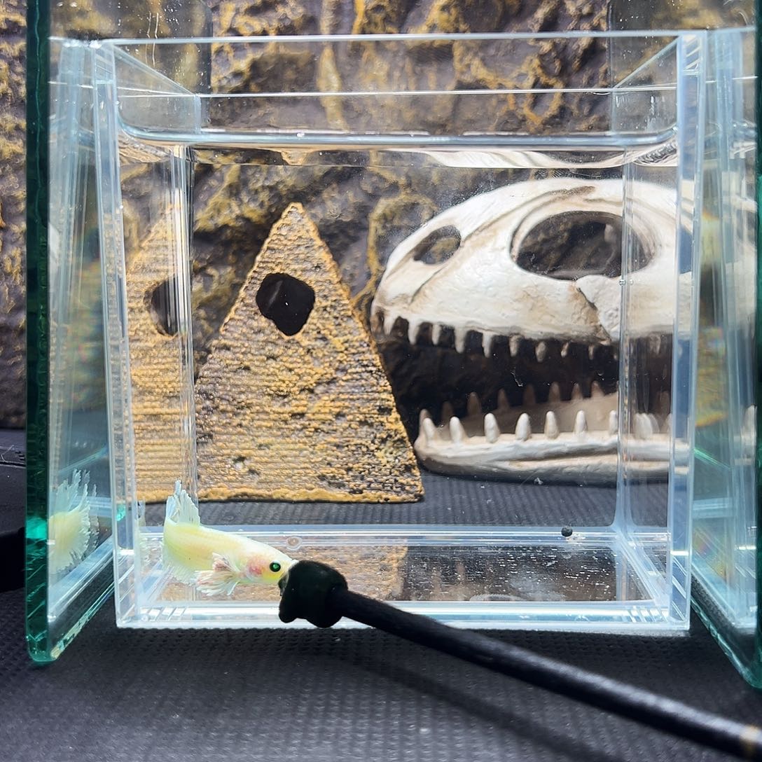 斗鱼精品精品精品精品