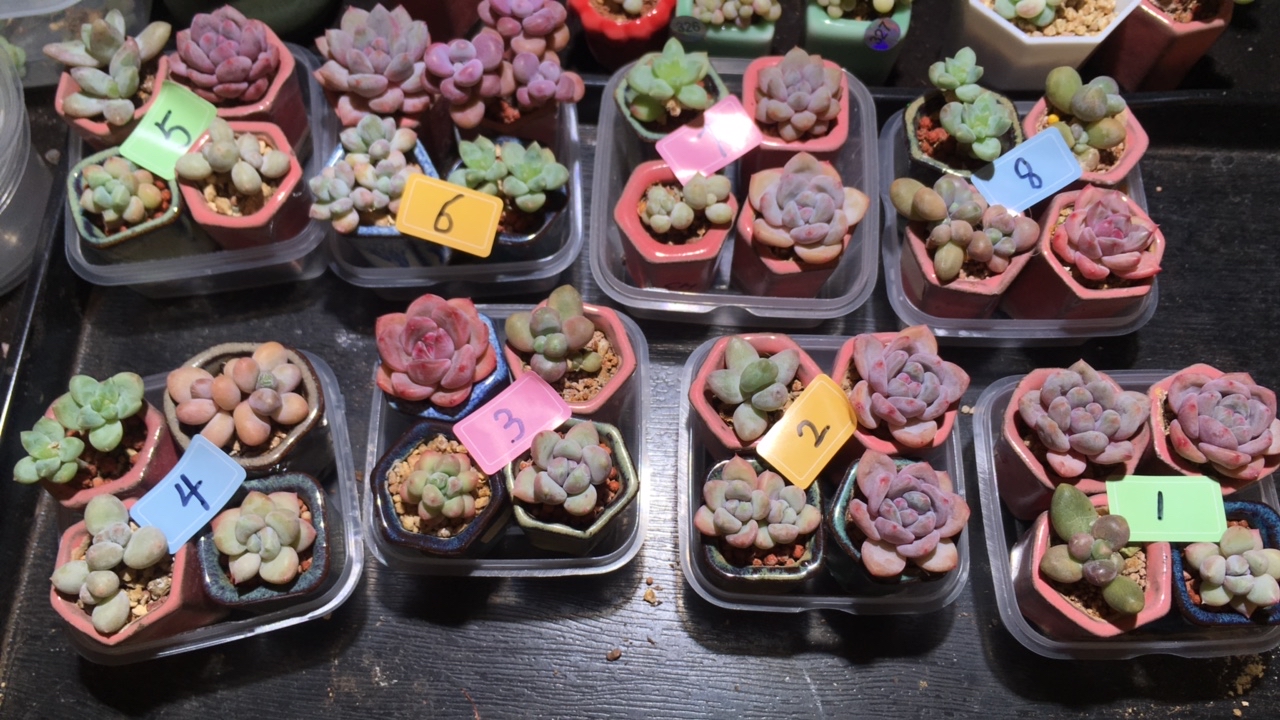 拇指奶酪多肉一盒四颗