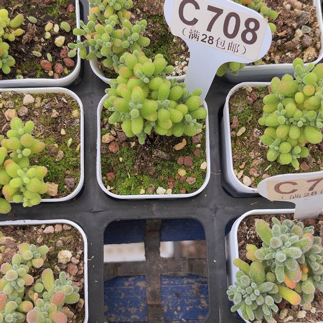 C708翡翠一物语拍