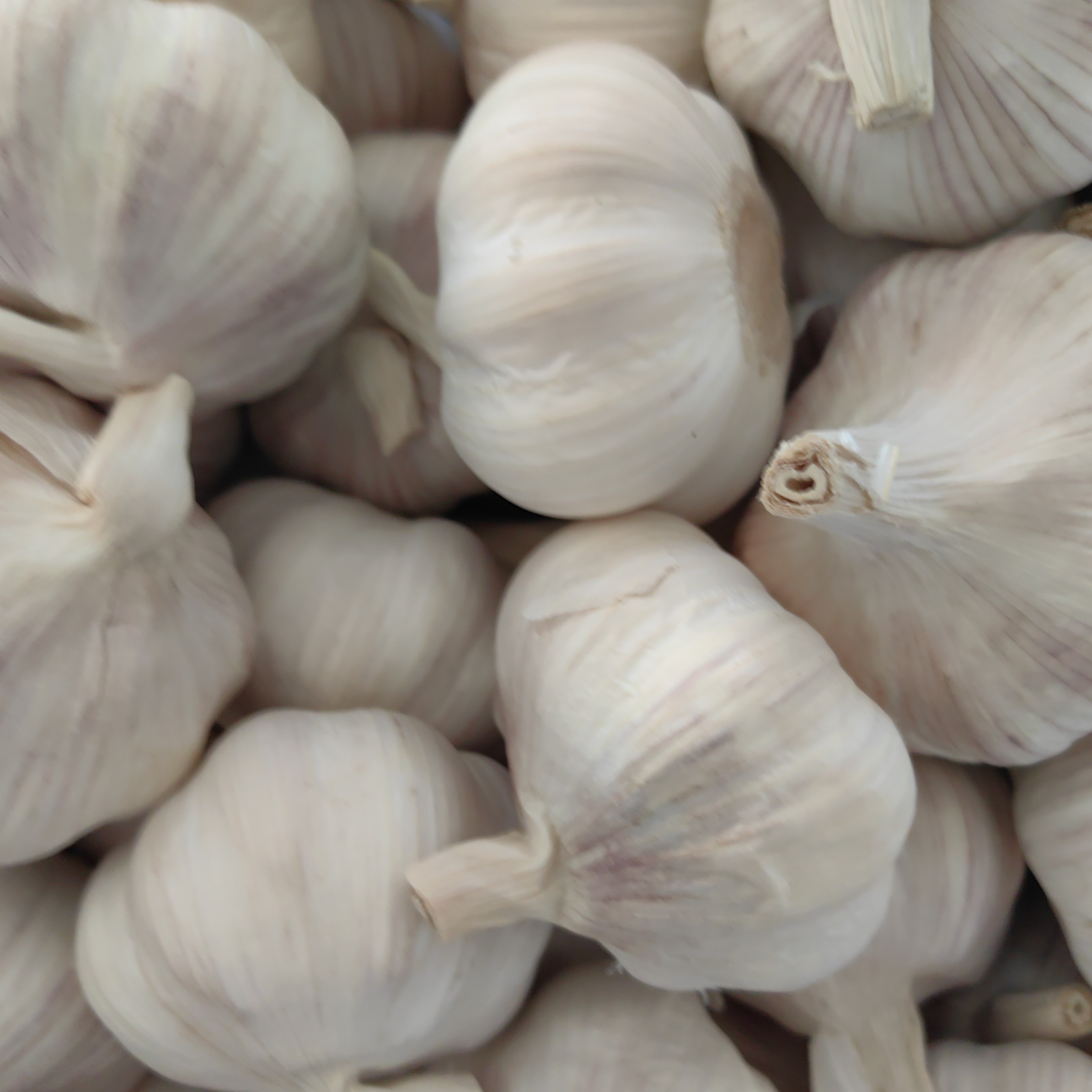 当季新蒜辛辣十足特大蒜头精品