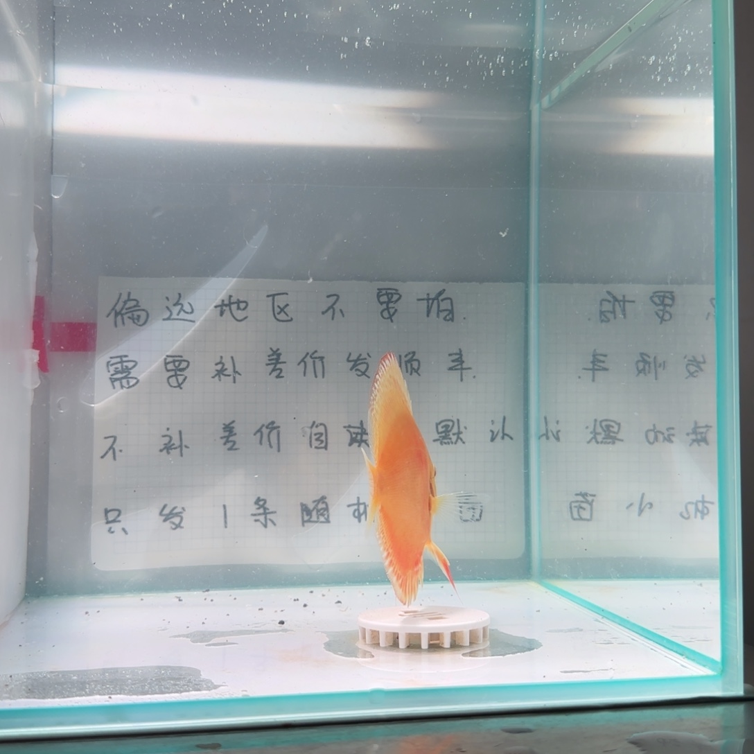 七彩神仙鱼肉身7偏远地区不拍