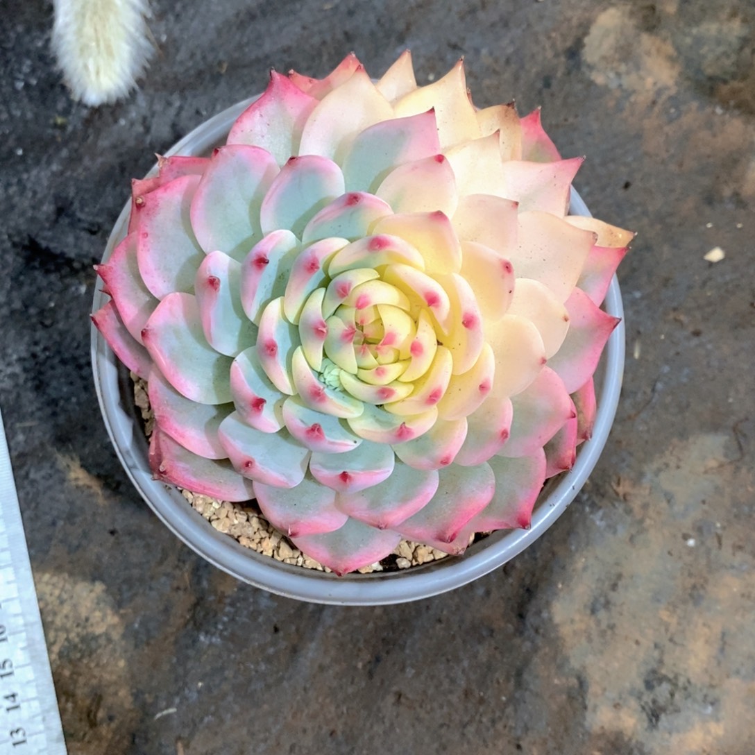 又***红吉娃娃锦多肉植物