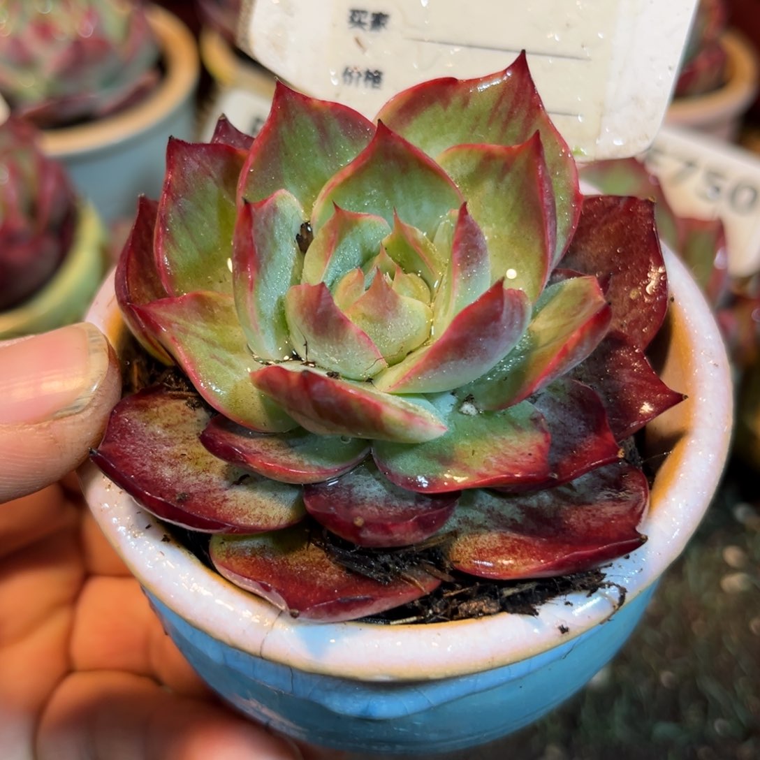 惊鸿一瞥754号多肉