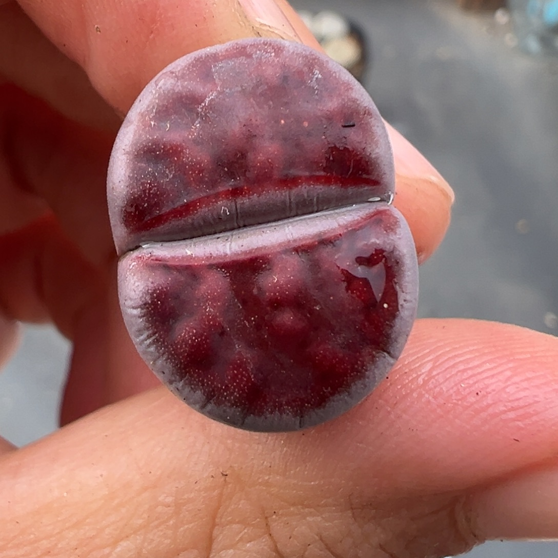 11.13好看的多肉脱土发货317