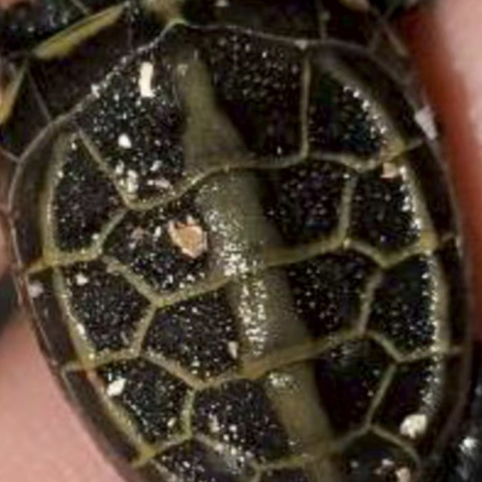 苏北金线草龟苗子黑金田黄水锈黄肉梭子甲盾甲26甲绿鳞