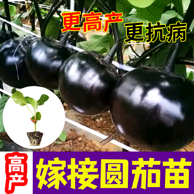嫁接圆茄子苗子苗大全本地蔬菜四季菜苗秧苗大全茄苗长茄种苗孑秧